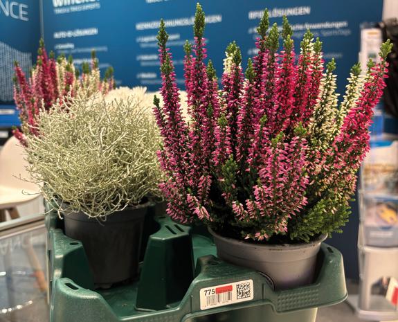 Euro Plant Tray mit Kennzeichnung von inotec